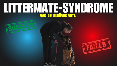 Littermate-syndrome hos hundar: Vad du behöver veta